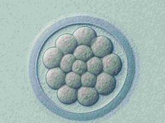농촌진흥청, 우즈베키스탄에 케이(K)-젖소 수정란·동물약품 실증사업 착수